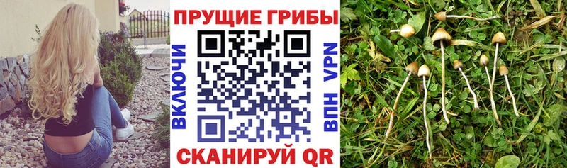купить наркотик  Чехов  Галлюциногенные грибы Cubensis 